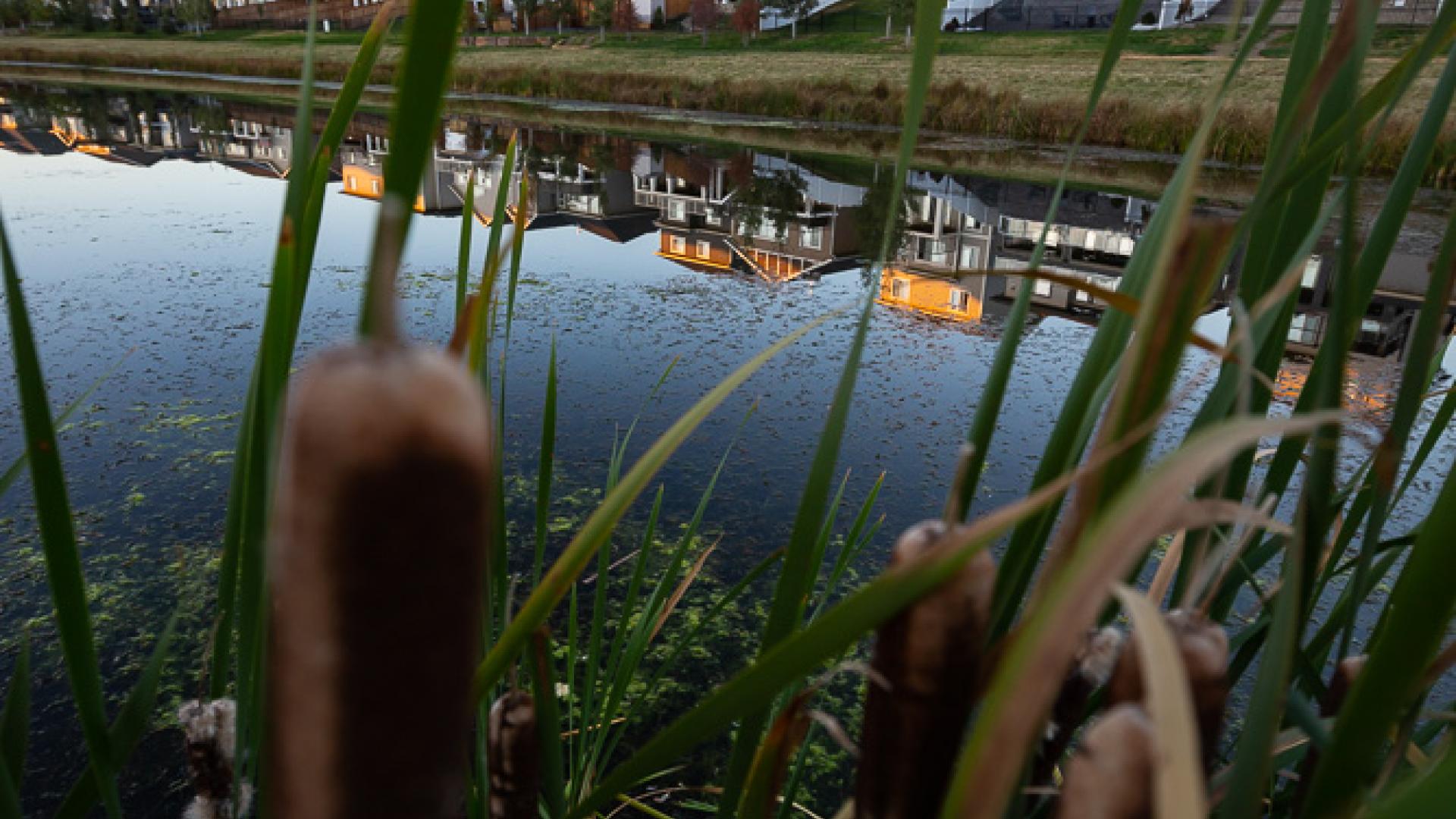 cattails along a glassy pond with a row of houses in the background