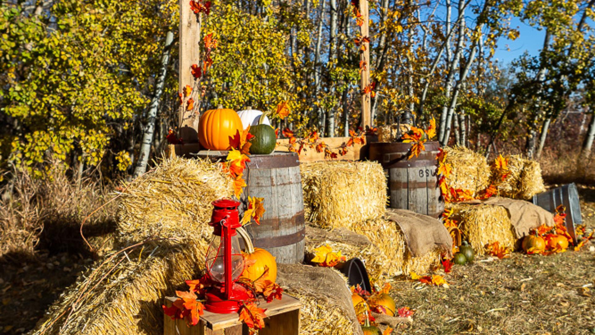 Entrance display for Crossfield’s annual Pumpkin Hunt, featuring hay bales, wooden barrels, and a rustic wooden frame decorated with fall leaves, with pumpkins and gourds arranged throughout under trees with bright yellow autumn foliage.