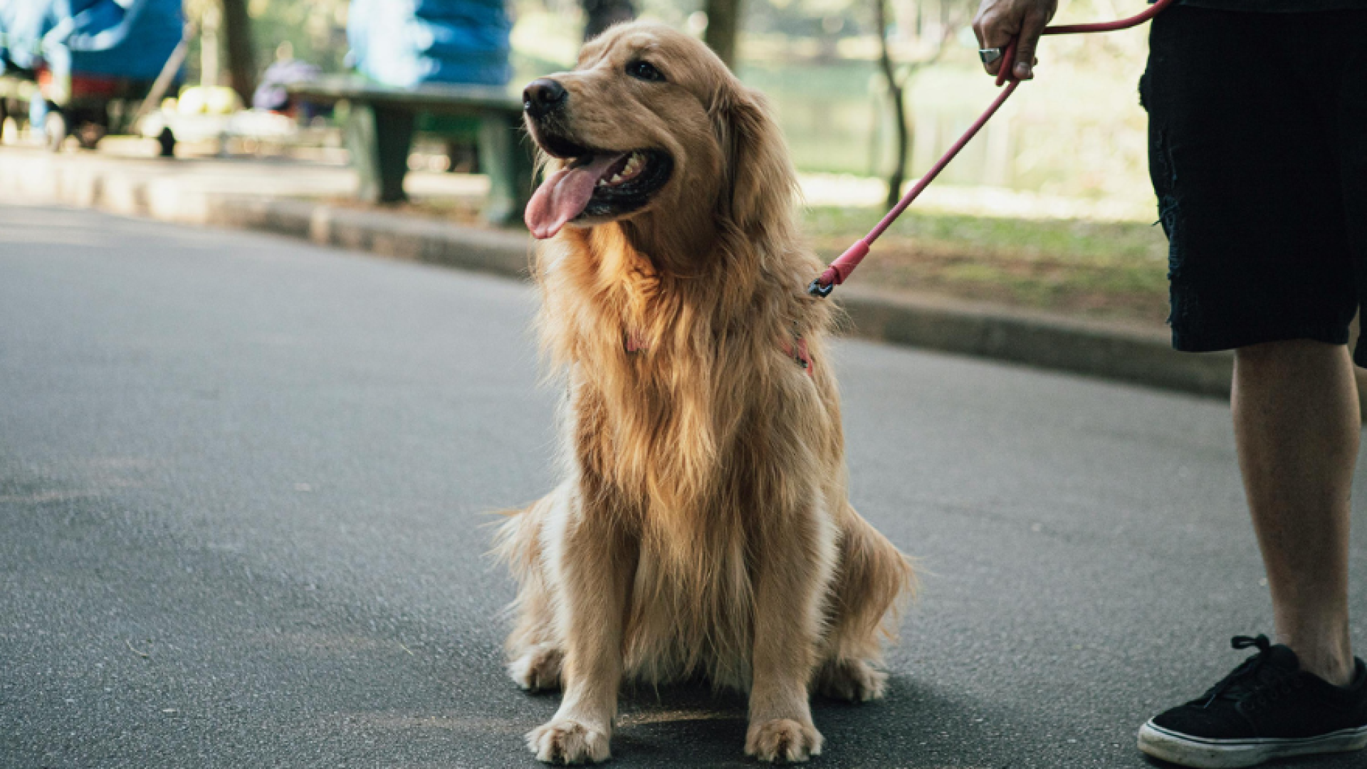 Dog on a leash